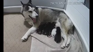 HugATon Siberian Husky Puppy-Cam Live Stream (Litter born May 8, 2021)