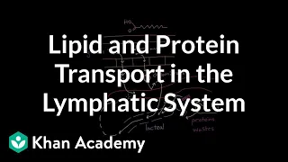 Lipid and protein transport in the lymphatic system | NCLEX-RN | Khan Academy