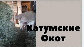 ОКОТ. КАТУМСКИЕ ОВЦЫ. Семейная ферма.