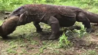 #very lucky komodo swallowed a baby wildpig that was still alive...