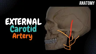 External Carotid Artery (Side branches + Mnemonics)