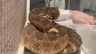 Rattlesnake Rescue