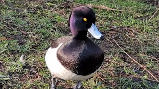Tufted duck close-up
