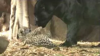Mellizos de Jaguar - Loro Parque