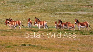 Tibetan Wild Ass | Kiang | Ladakh