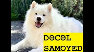 Samoyed və Xaskinin təlimi,sığınacaqdan bala itin xilas olması və itin düzgün seçimi.