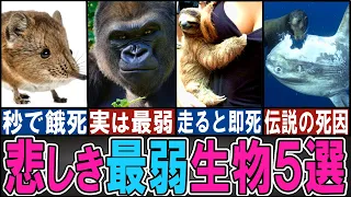 【閲覧注意】あまりに最弱すぎる生き物５選【ゆっくり解説】【動物おもしろ雑学】