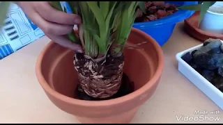 Mis Orquídeas Cymbidium, momento del trasplante