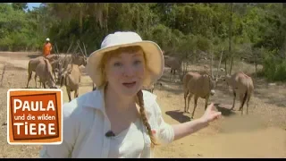 Im Reich der Antilopen  | Reportage für Kinder | Paula und die wilden Tiere