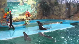 шоу морского котика Дельфинарий в Харькове show fur seal Kharkov