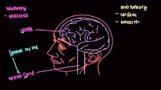 04   Muscular system   10   Muscle innervation