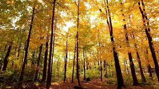 A Quiet Day At The End Of The Autumn