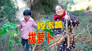 家人忙著挖木薯，女兒拔蘿蔔，提著兩個蘿蔔想吃薯片 | Cassava is ripe! My daughter also came to help dig