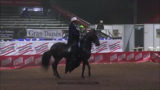 gran campeonato de yeguas de paso fino copa antioquia 2016