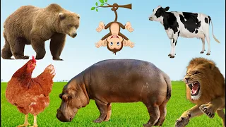 Happy Animal Moments Around Us: Lion, Bear, Hippo, Cow, Chicken, Cat, Parrot, Monkey  Animal Moments