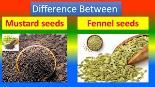 Differences Between Medical And Health Benefits Of Mustard seeds  and Fennel seeds