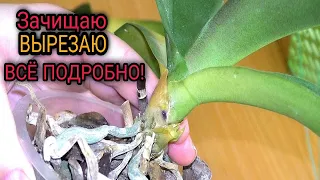 СРОЧНАЯ РЕАНИМАЦИЯ ОРХИДЕИ! Я в ШОКЕ от этого случая 🔍🥺