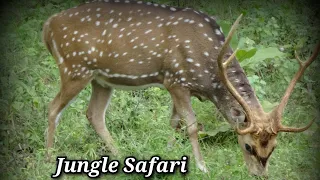 Jungle Safari mein Maza aa gaya | life with gazala