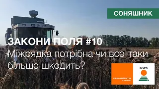 Міжрядка на соняшнику потрібна чи все-таки більше шкодить? Результати досліду | ЗАКОНИ ПОЛЯ #10