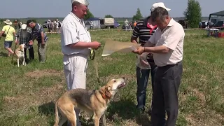 Всероссийская  выставка охотничьих собак гончих пород 07.06.2014 г. Ярославль