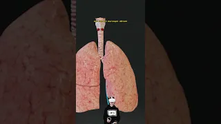 из чего состоит дыхательная система?