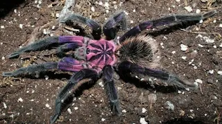 The RAREST SPIDERS In The World with DEADLY SPIDER BITE