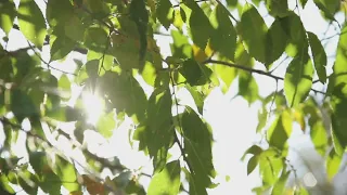 Swaying Trees in The Wind, Rumbling Leaves, Relaxing Wind 1