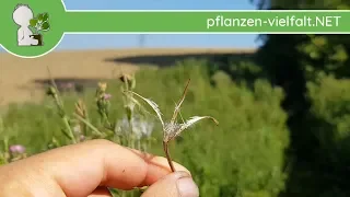 Zottiges Weidenröschen - Früchte/Samen (+ Wurzeln) 01.08.18 (Epilobium hirsutum)