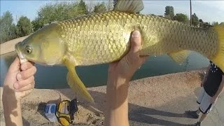 Canal White Amur Fishing