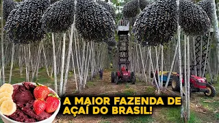 A INCRÍVEL MAIOR FAZENDA DE AÇAÍ DO MUNDO QUE FICA NO BRASIL