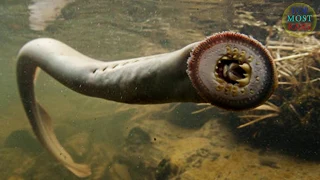 15 Most Bizarre Creatures You Won't Believe Actually Exist