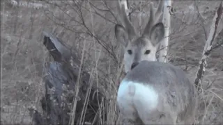 Охота на косулю  Встречи весной