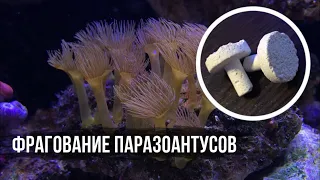 Паразоантусы (фрагование) | Морской аквариум