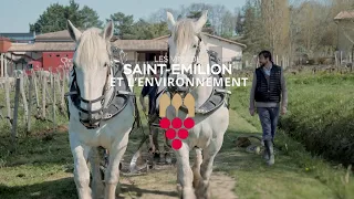 Des chevaux dans les vignes - Les Vins de Saint-Emilion et l'Environnement