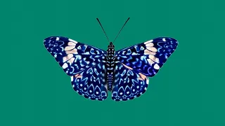 ХРОМАКЕЙ Голубая бабочка Монарх Chroma key Butterfly