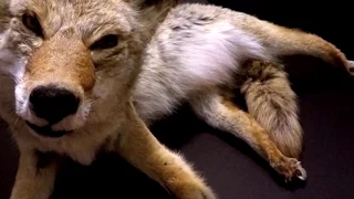 Coyote Soft Mount Taxidermy