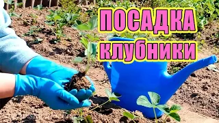 Посадка клубники. Как посадить клубнику весной