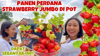 PERTAMA KALI PANEN STRAWBERRY DI ATAS BALKON RUMAH