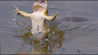 Frog attacks on damselflies / Froschangriffe auf Kleinlibellen