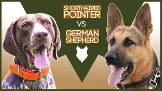 GERMAN SHORTHAIRED POINTER VS GERMAN SHEPHERD