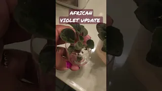 Here's an Update on the African Violet I broke 🤦🏽‍♀️ #africanviolet #plantmom #propagation