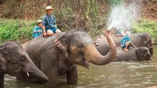 Купание слонов в Thai Elephant Conservation Center