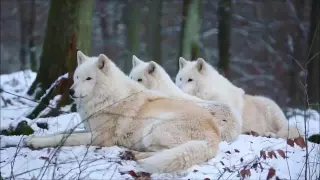 Arctic wolves howling