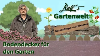 Bodendecker für den Garten I Gartentipps vom Meister I Ralf´s Gartenwelt