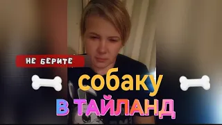 НЕ БЕРИТЕ собаку в Тайланд. Это ЖЕСТЬ... 😖