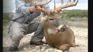 Blackbuck hunts in Texas
