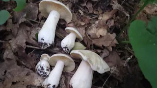 🍄СБОР ЛИСИЧЕК ❗ 28.07.2022 Г. КУРСКАЯ ОБЛАСТЬ🍄