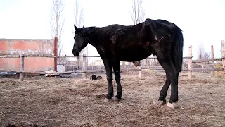 В Волгоградской области выхаживают доведенного до истощения жеребца