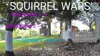 Squirrel Wars  - Episode 1 - The Game Begins
