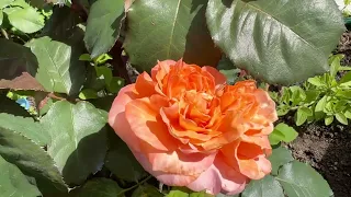 Роза №16 Belvedere/Бельведер